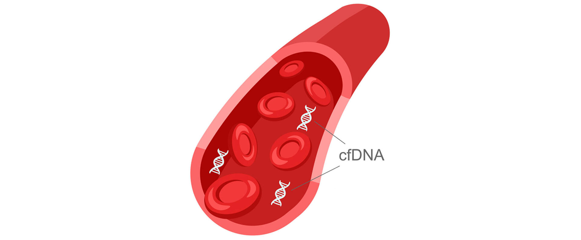 Cross-section of a blood vessel with red blood cells and cfDNA fragments inside