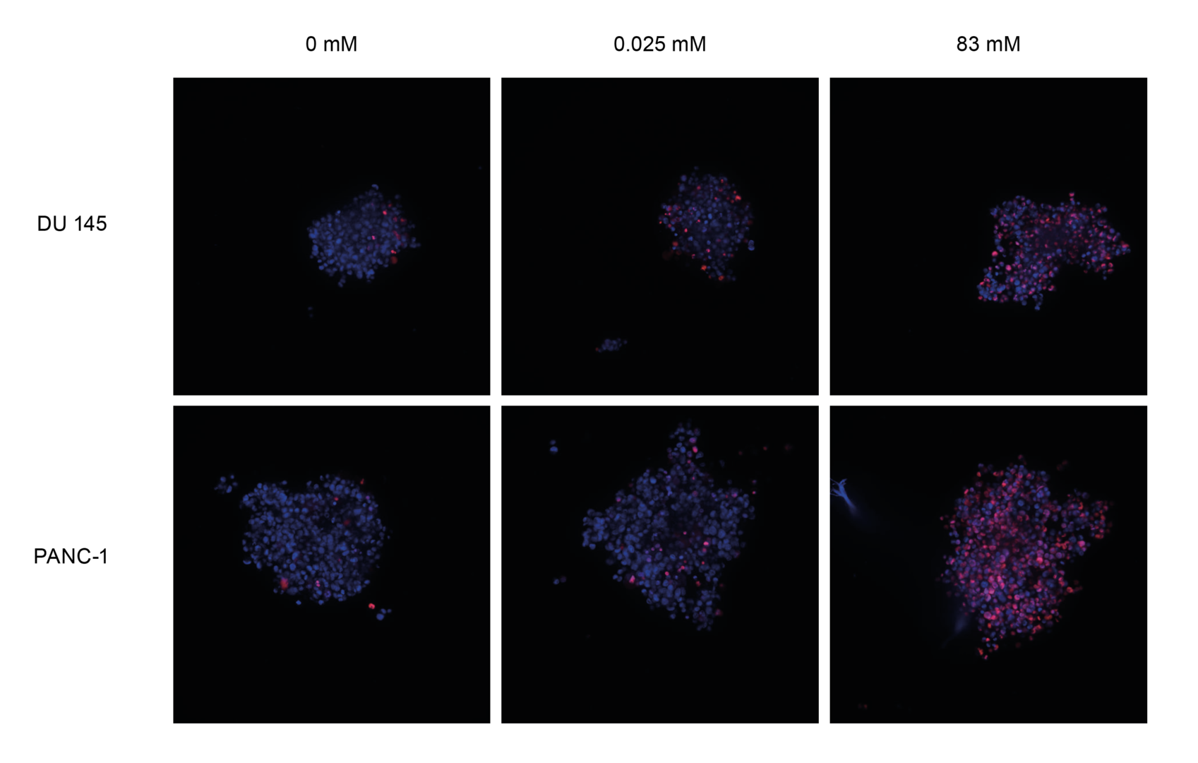 Confocal imaging of spheroids within Corning 1536-well Spheroid Microplates.