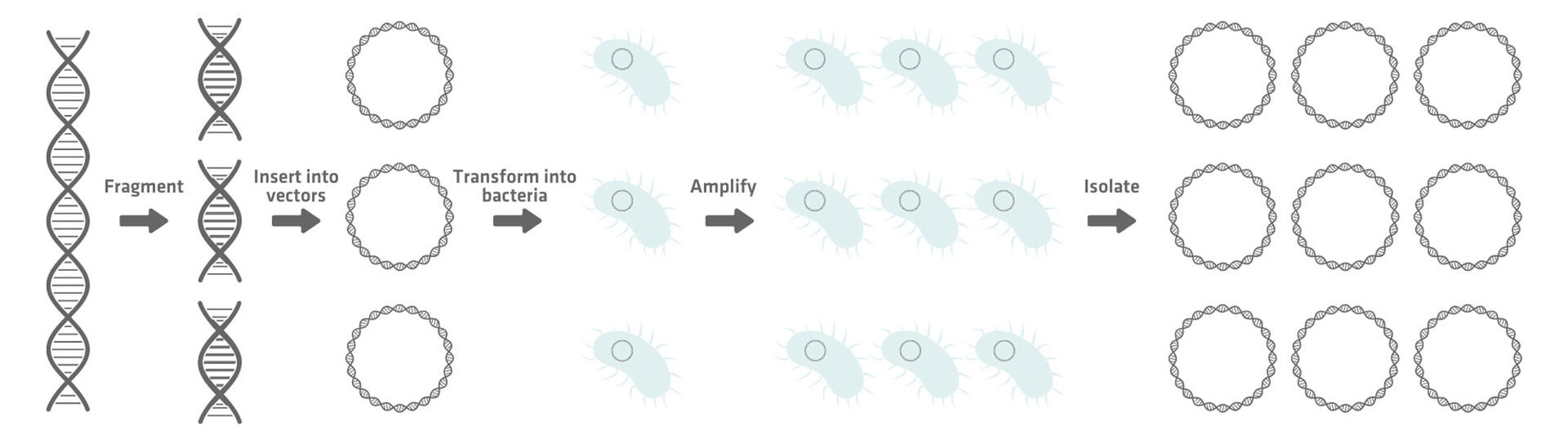 DNA is fragmented, inserted into vectors, transformed into bacteria, amplified and isolated to obtain BACs