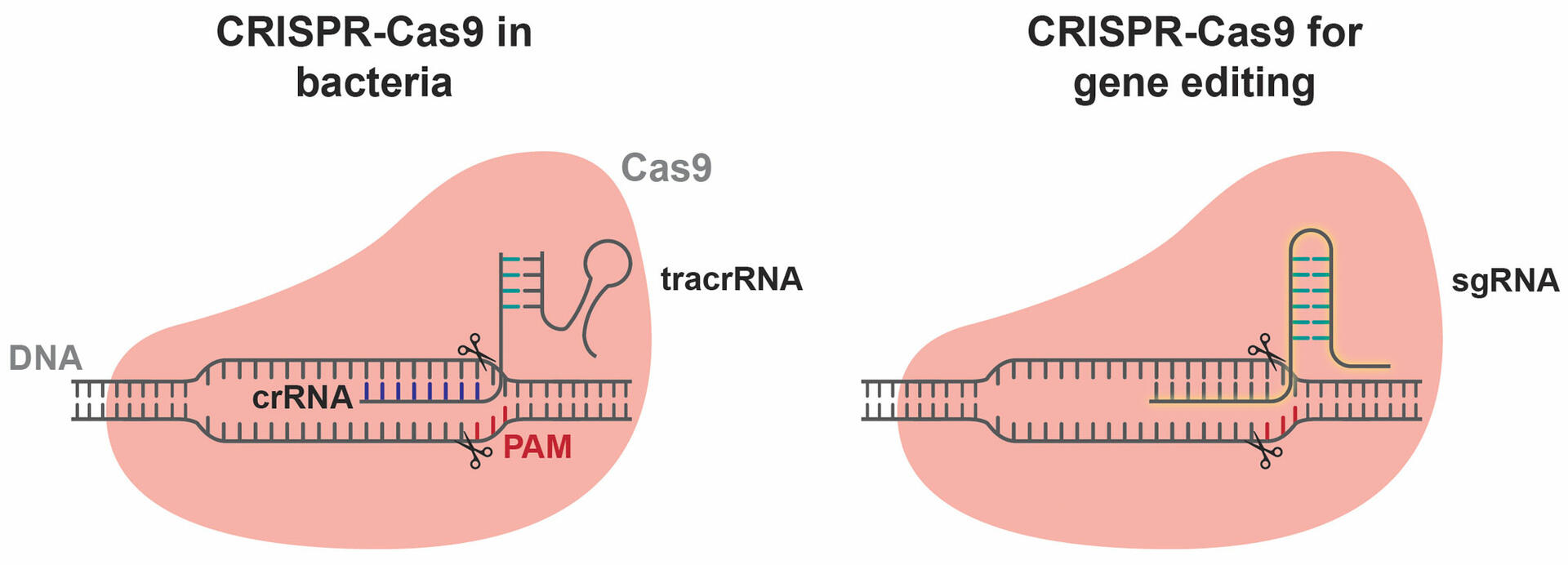 What is CRISPRCas9 and how does it work? INTEGRA