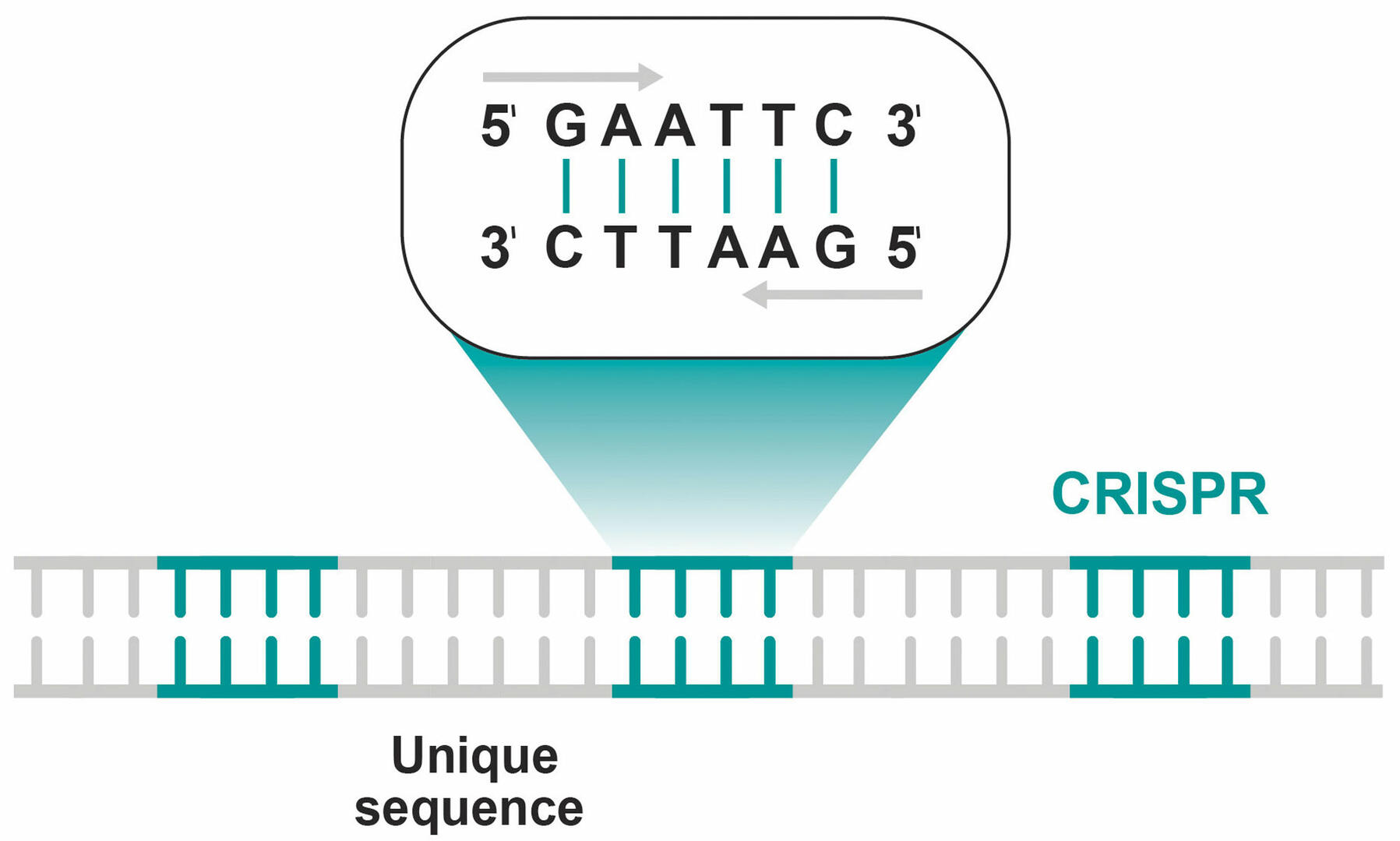 DNA sequence with clustered regularly interspaced short palindromic repeats and unique sequences