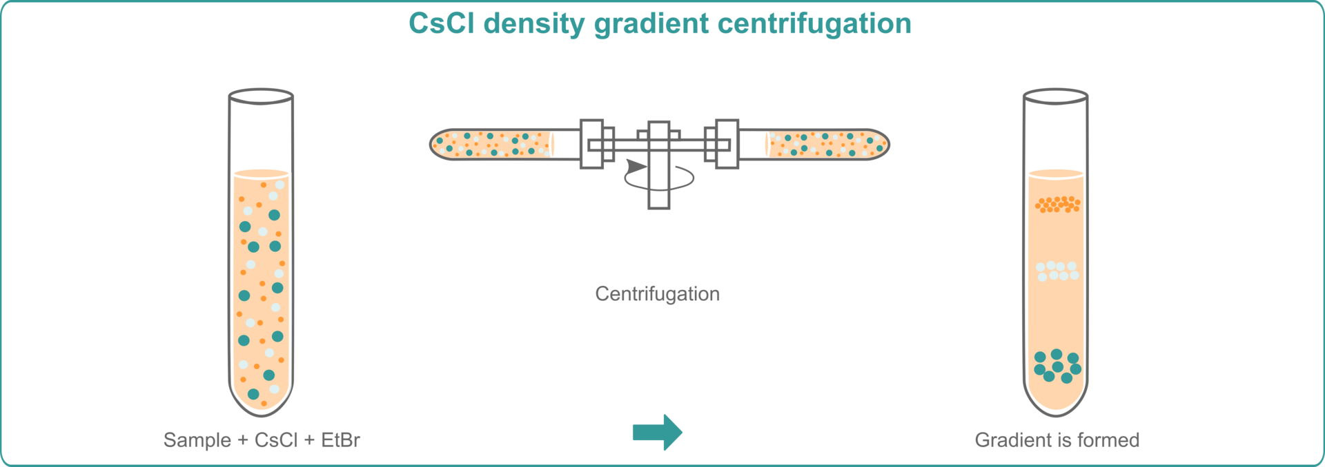 RNA and DNA extraction methods: Illustration explaining how CsCL density gradient centrifugation works