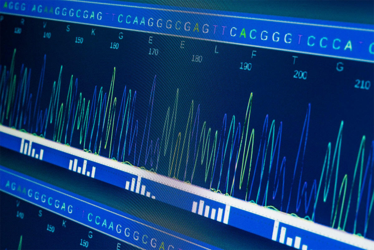 Chromatogram generated by Sanger sequencing