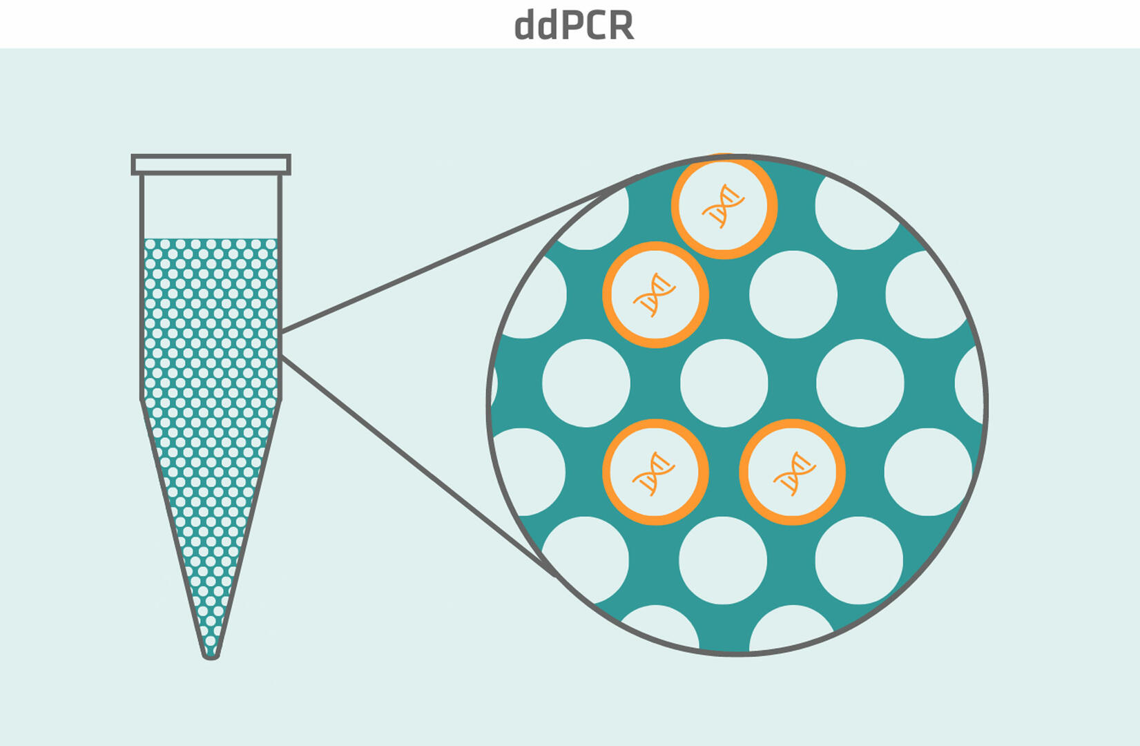 What is PCR: ddPCR (digital droplet PCR) and its mechanism