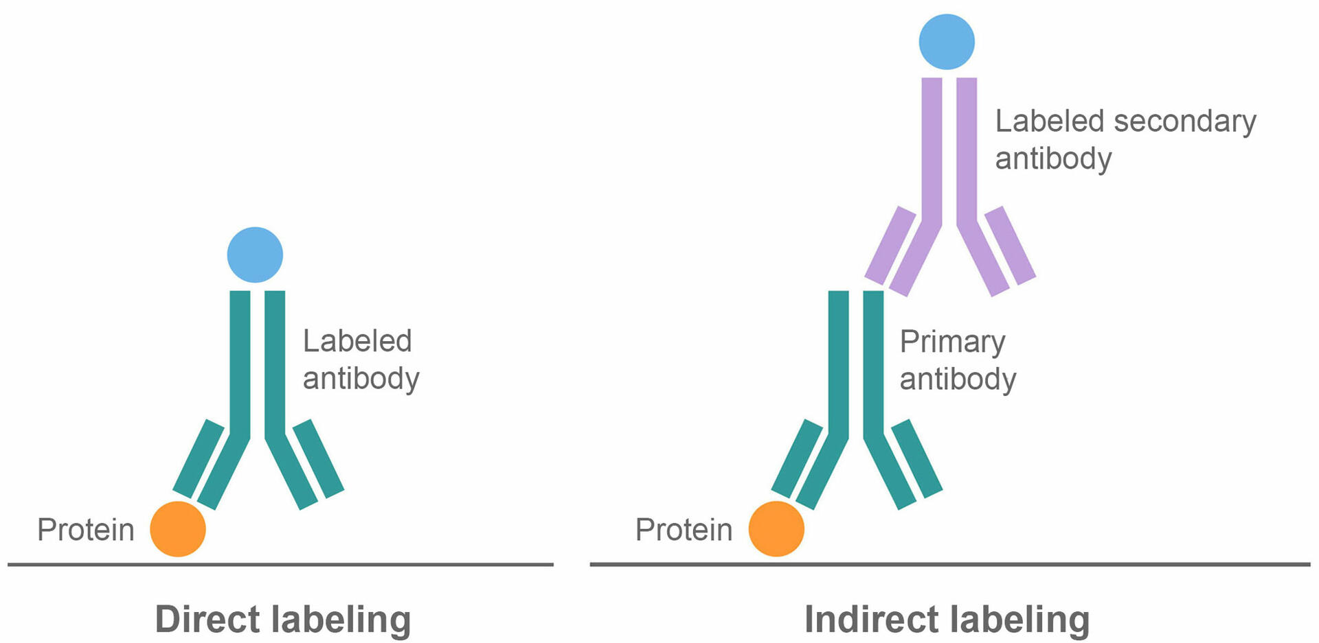 Direct vs indirect labeling of proteins in western blot assays