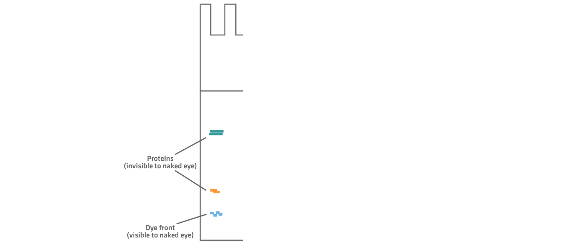 Tracking protein migration during SDS-PAGE. The visible dye front migrates through the gel ahead of the sample proteins, allowing the progress of the electrophoresis run to be monitored.