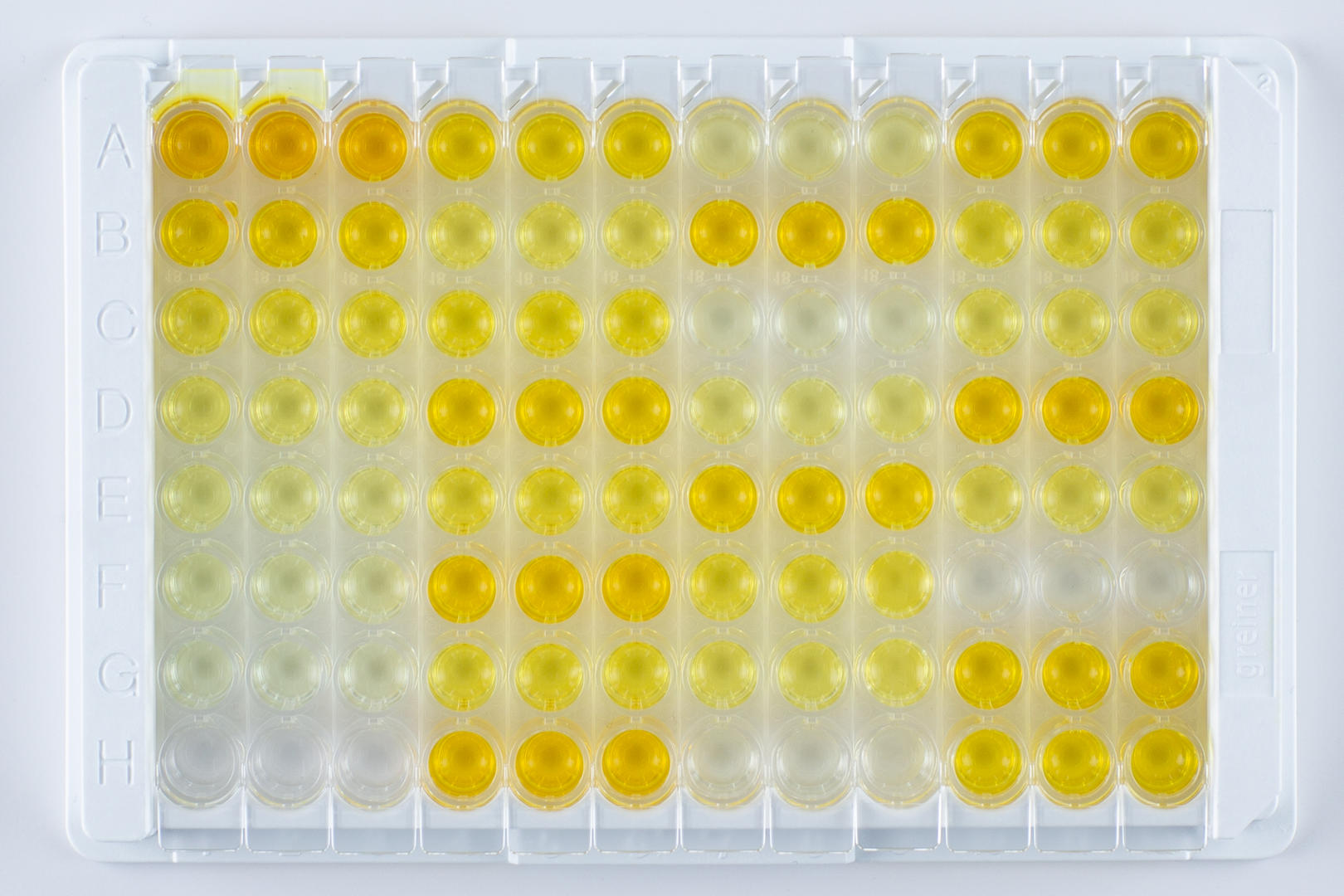 Example of a sandwich ELISA plate using a TMB-substrate after addition of the stop solution
