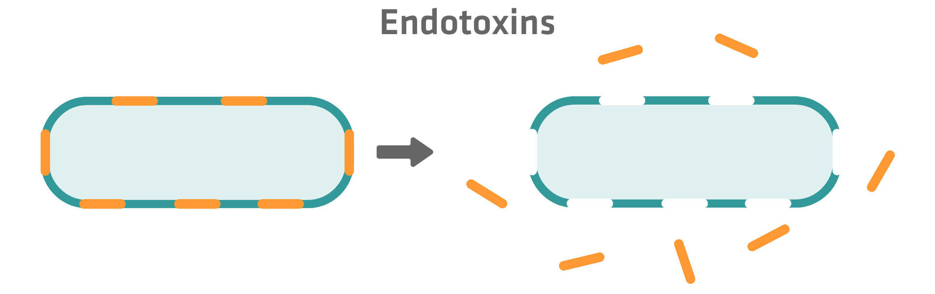 Endotoxin release: intact bacterial cell on the left and bacterial cell undergoing cell lysis on the right