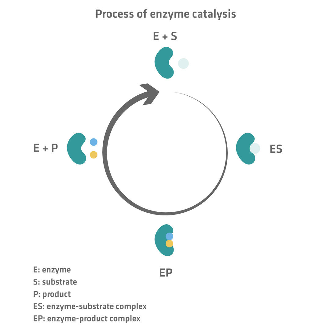 process of enzyme catalysis