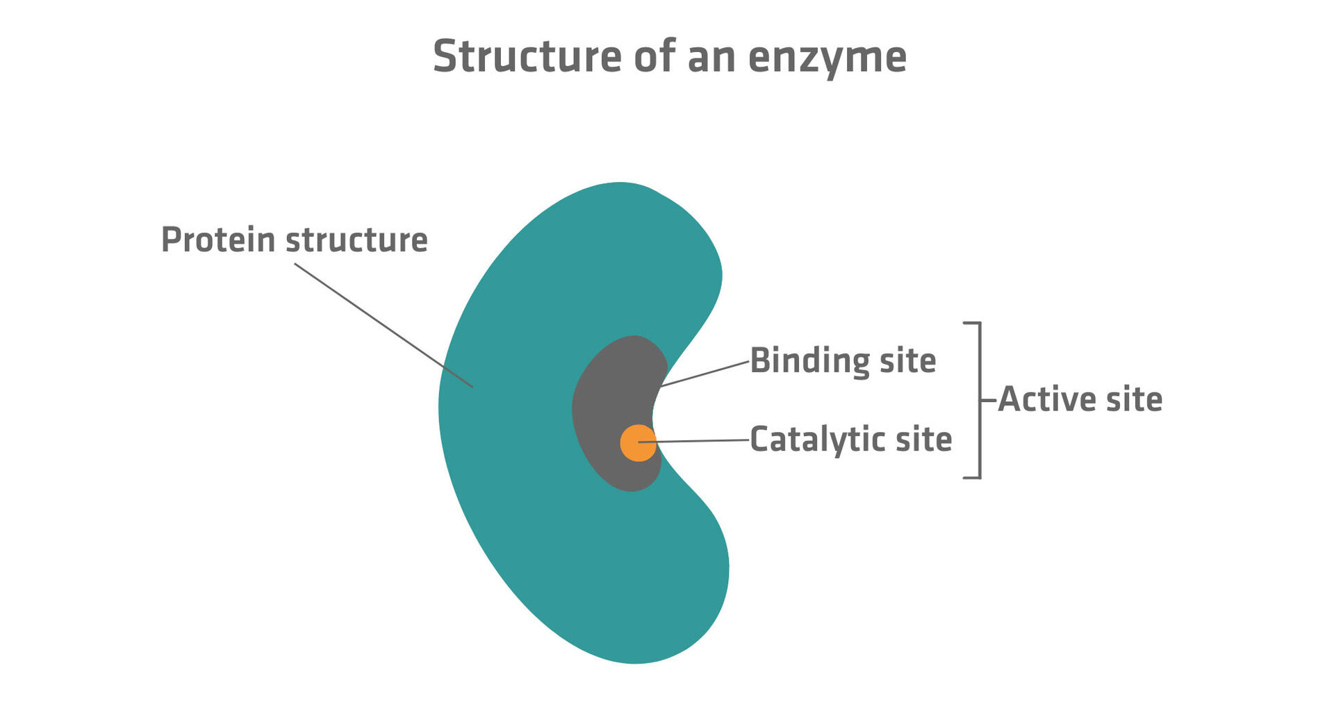 structure of an enzyme