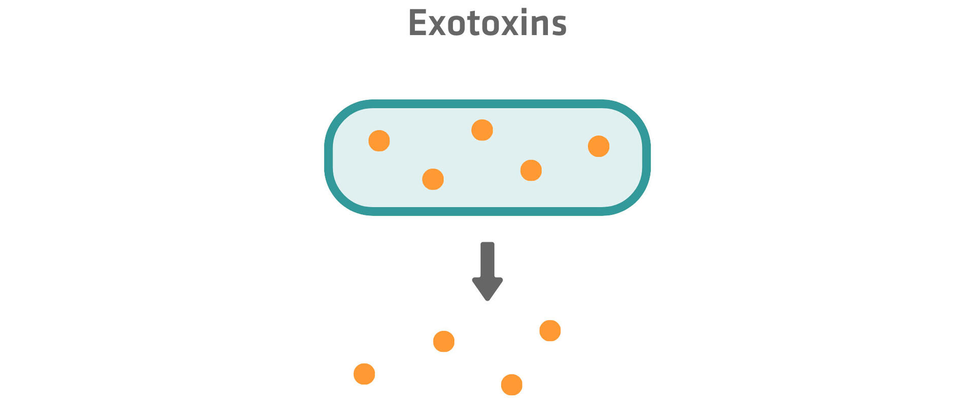 Exotoxin release: Bacterial cell releases exotoxins in the extracellular environment