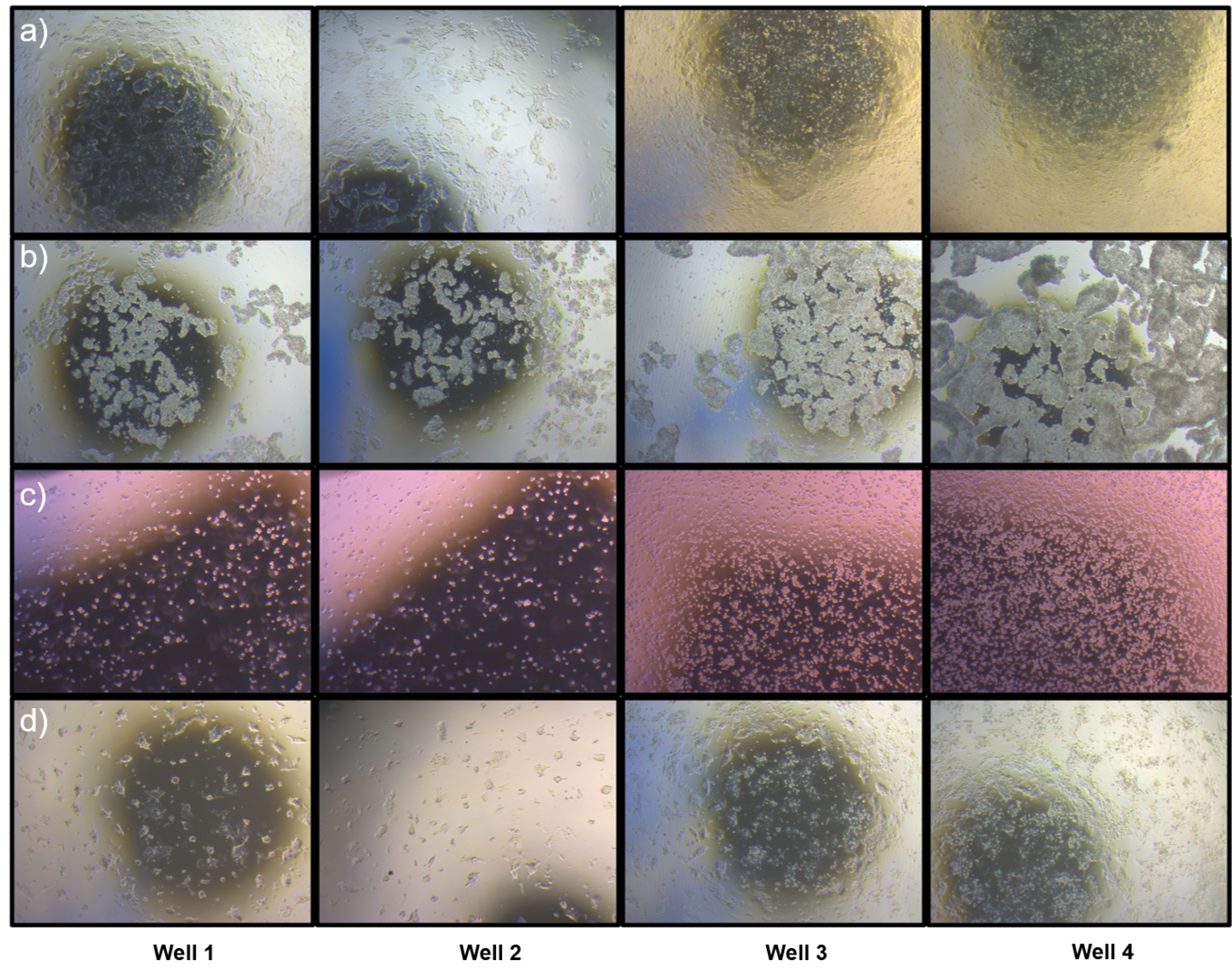 Figure 3: Microscopy picture showing the different stages of the splitting protocol for four different wells.