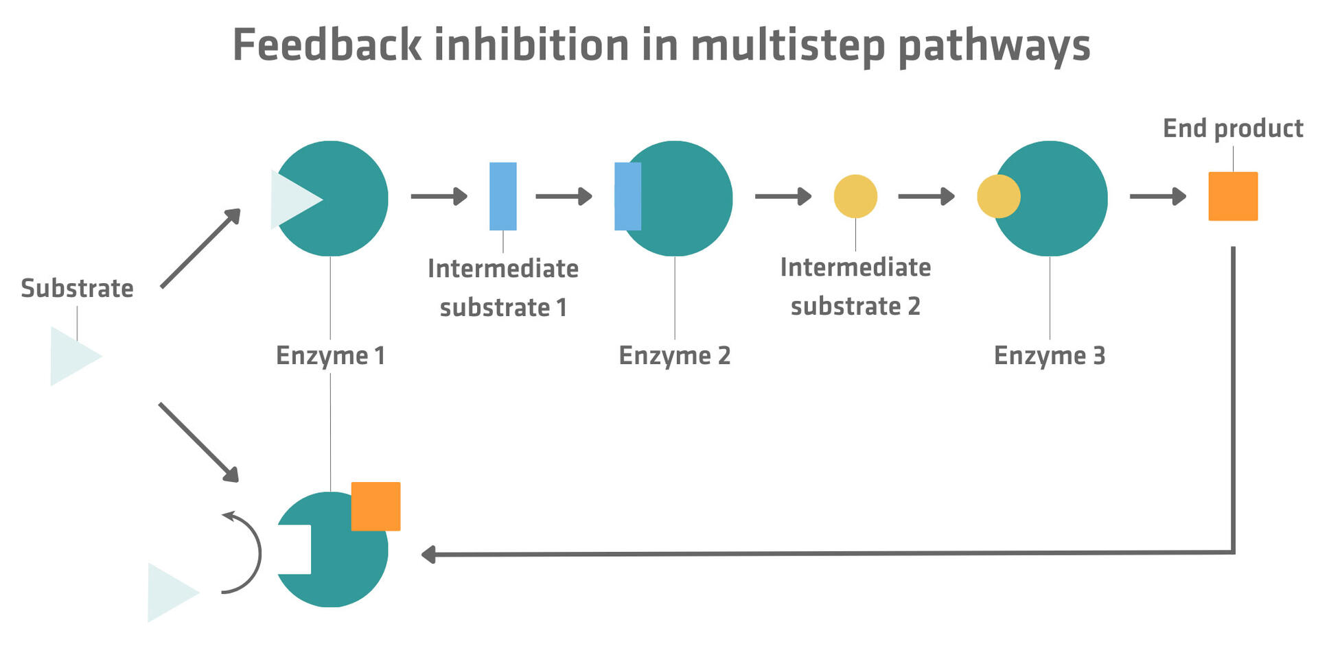 Feedback inhibition in multistep pathways