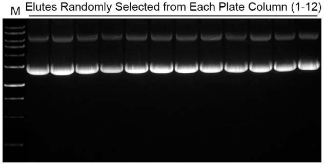 Agarose gel showing predominantly supercoiled plasmid DNA with no detectable genomic DNA or RNA contamination across samples.