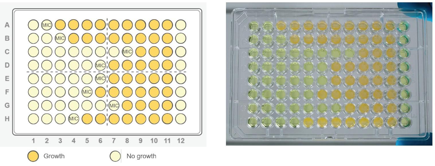 MIC testing results. Eight different antimicrobial compounds were tested (rows A-H) against one bacterial inoculum. Growth (column 11) and sterility (column 12) controls were also used.