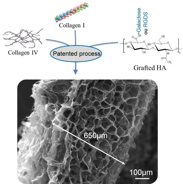 Figure 1: BIOMIMESYS synthesis and SEM observation of a section of the final hydrogel product