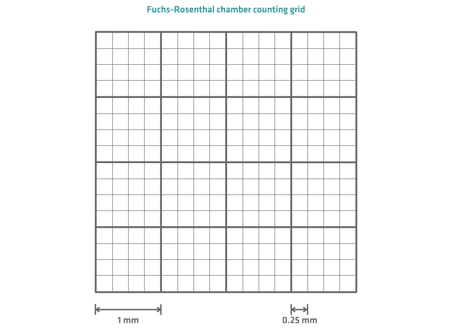 Counting grid of a Fuchs-Rosenthal chamber