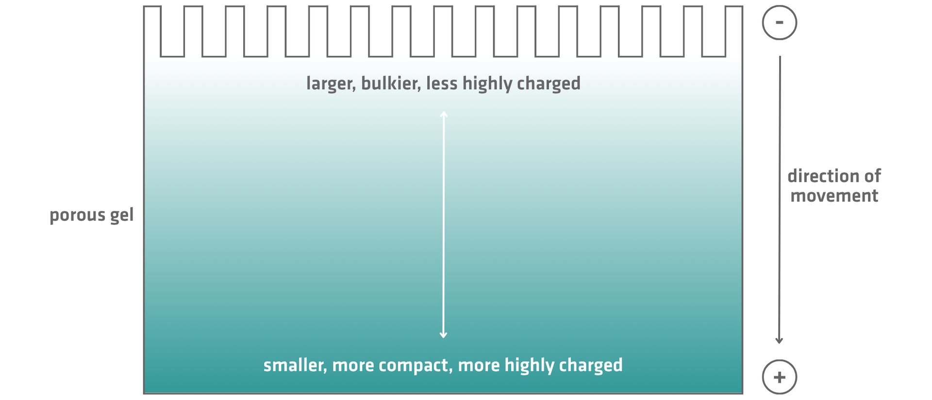Principle of gel electrophoresis. Smaller, more compact and more highly charged molecules migrate further through the porous gel than larger, bulkier and less highly charged molecules