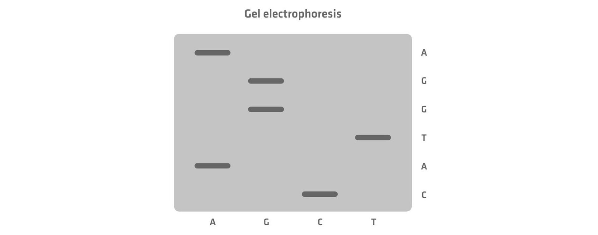 Gel with four lanes, one for each chain-terminating nucleotide reaction
