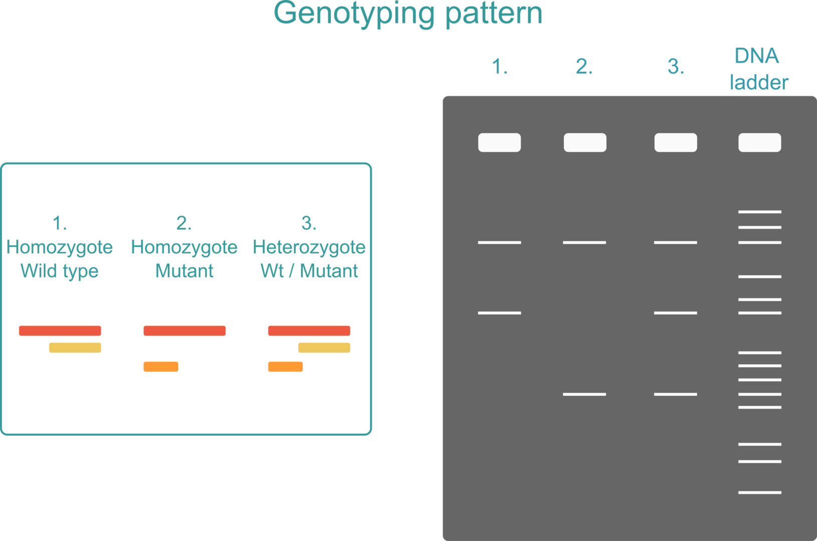 Genotyping pattern after agarose gel electrophoresis