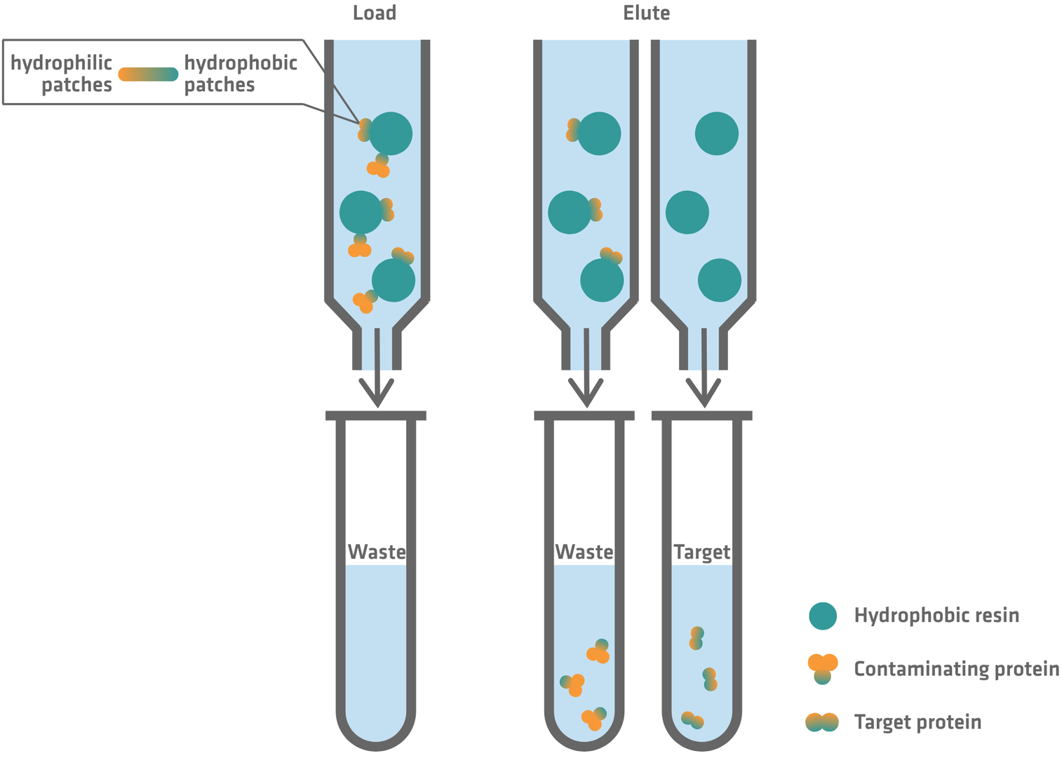 Hydrophobic interaction chromatography workflow