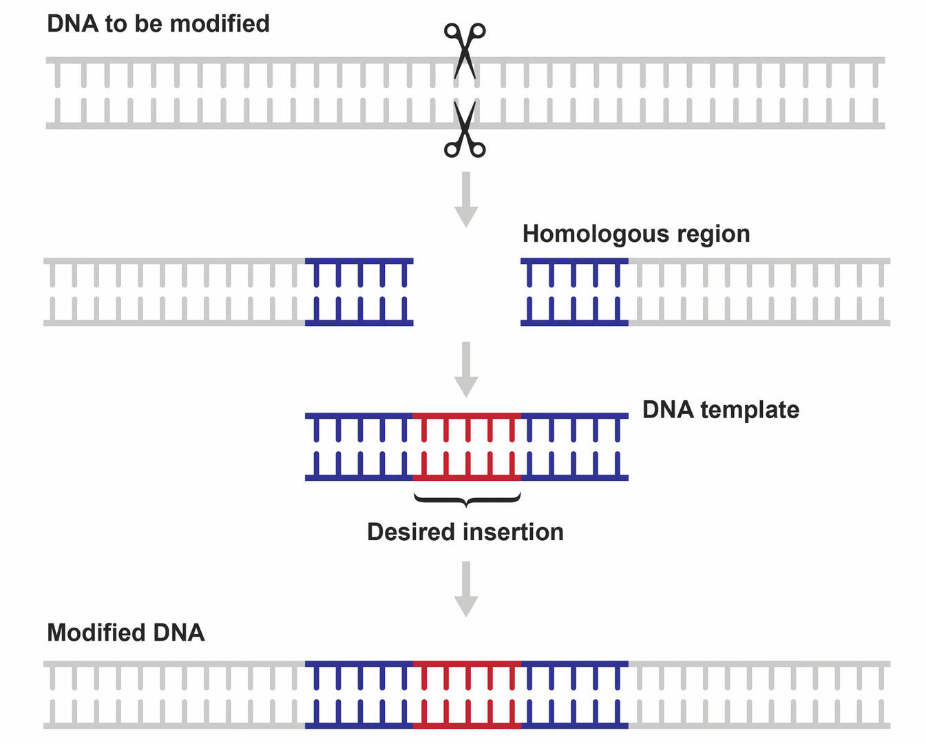How does CRISPR-Cas9 work? - Homology-directed repair (HDR)