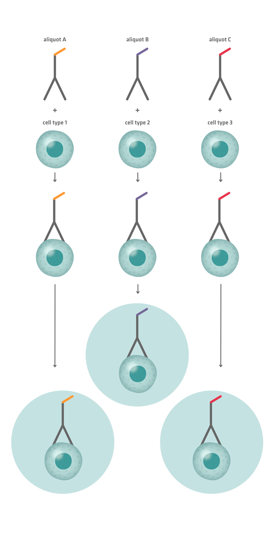 Illustration of an antibody labeling strategy in droplet-based scRNA-seq, where barcoded antibody aliquots are bound to separate samples before pooling, enabling doublets with different barcodes to be detected and removed.