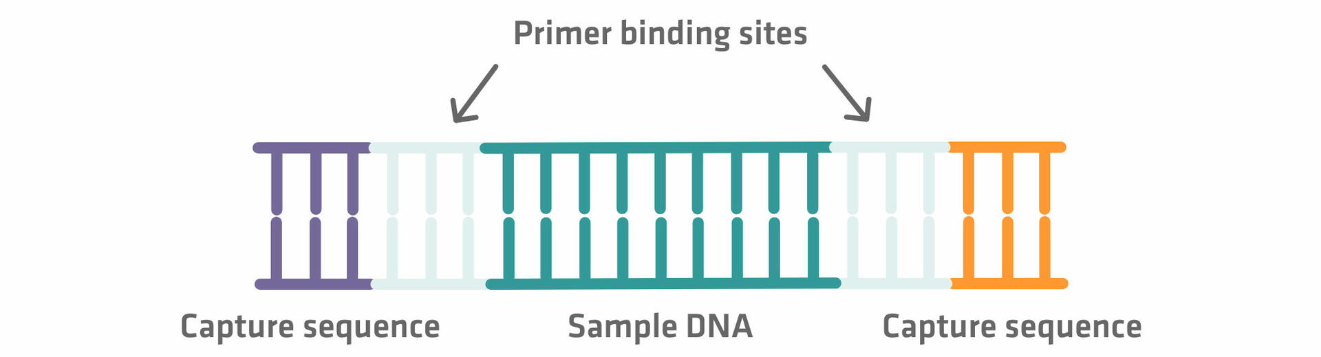 Illumina sequencing: Addition of capture sequences and primer binding sites