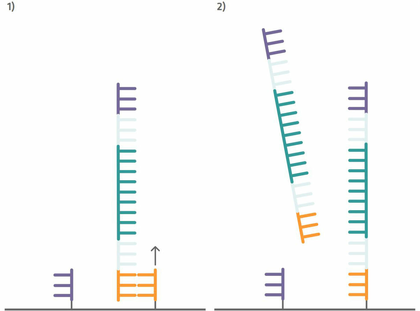 Illumina sequencing: DNA immobilization on the flow cell