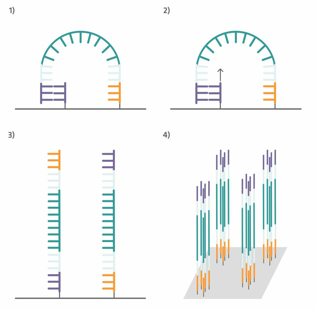 Amplification steps in Illumina NGS sequencing