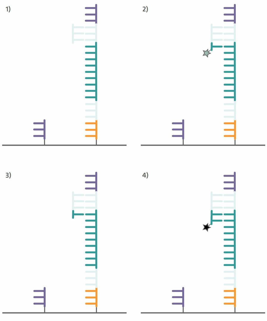 Illumina DNA sequencing
