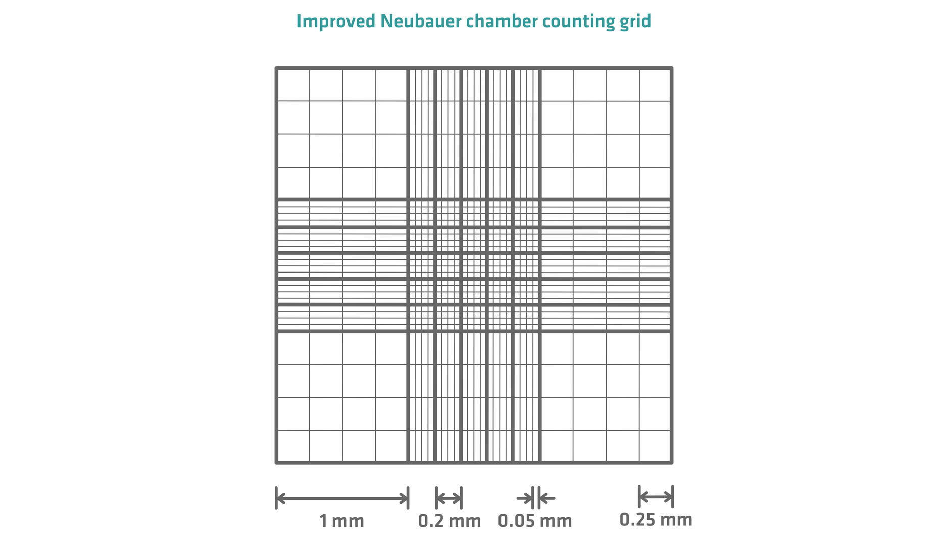 Counting grid of an Improved Neubauer chamber
