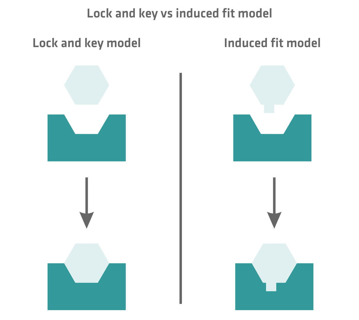 Lock and key vs induced fit model