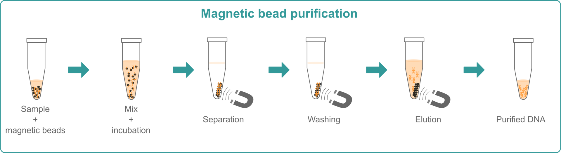 RNA and DNA extraction methods: Illustration explaining how magnetic bead purification works
