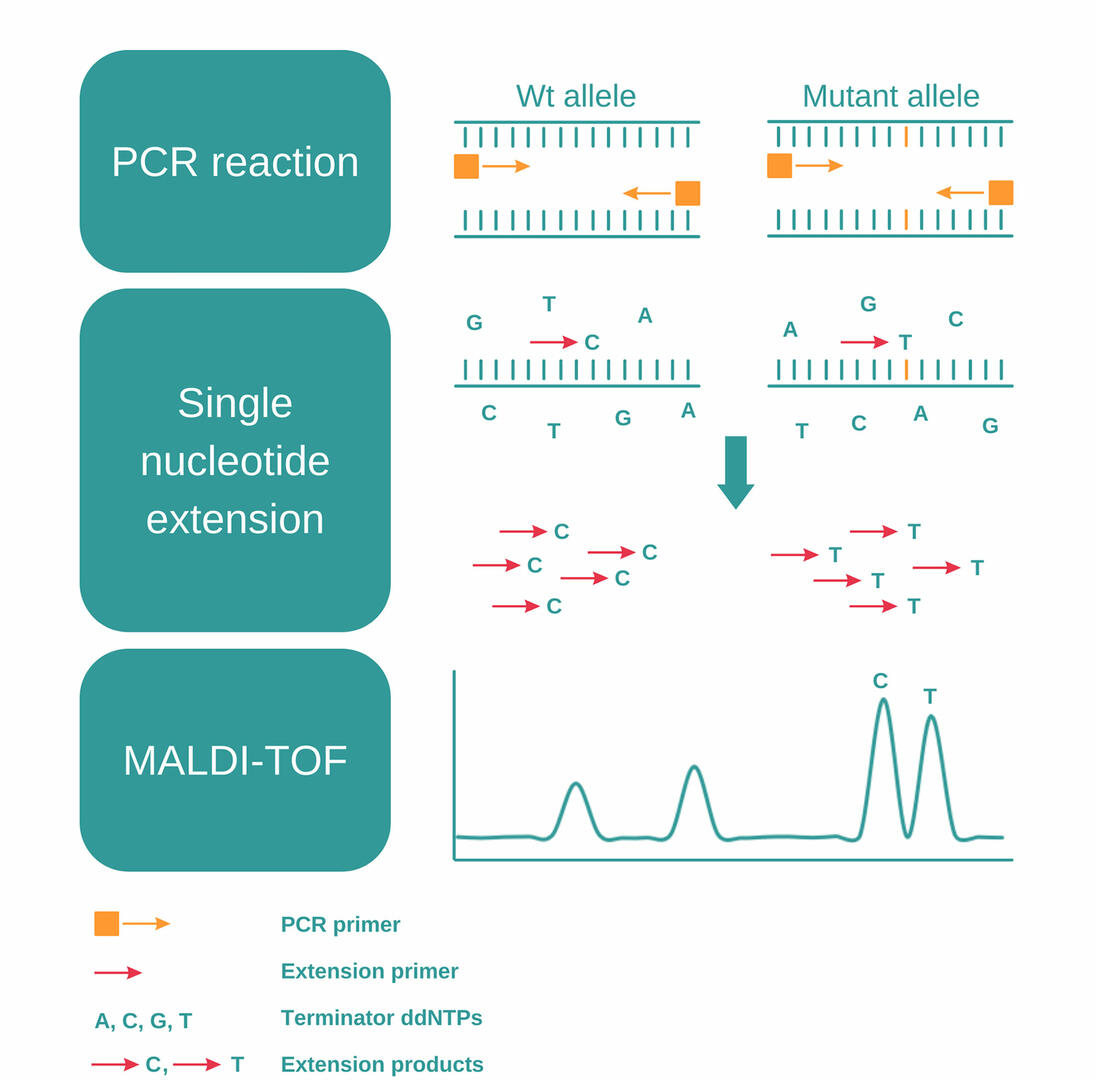 Genotyping methods: Illustration explaining how MassARRAY SNP genotyping works