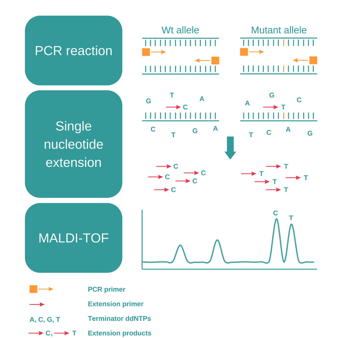 Illustration explaining how MassARRAY SNP genotyping works
