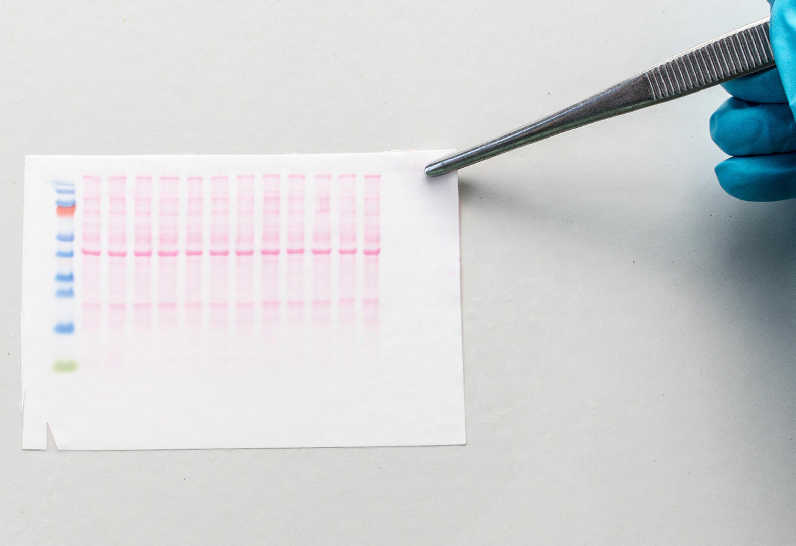 Membrane used for a western blot
