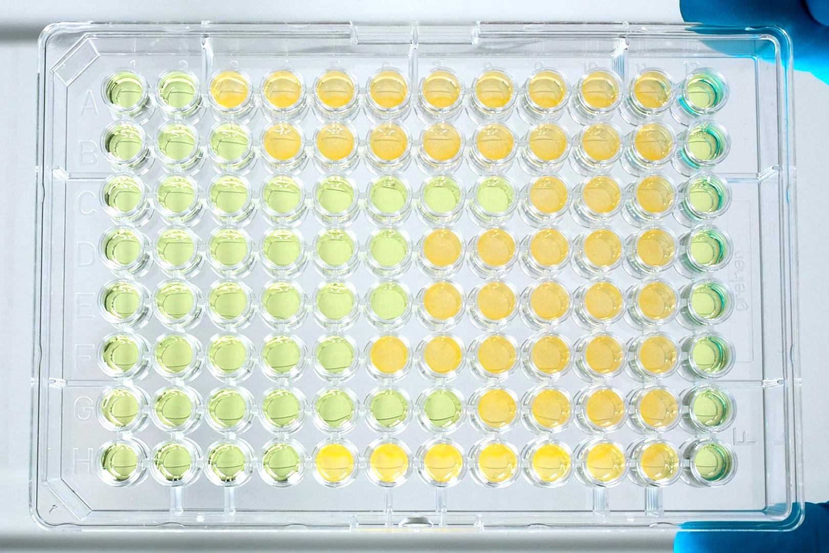MIC testing results in a 96 well plate