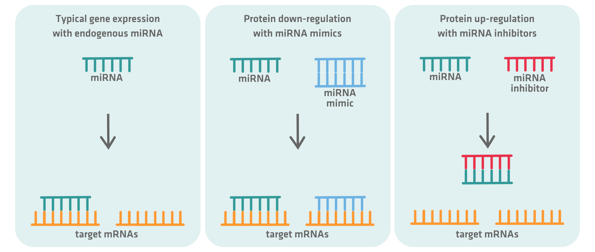typical gene expression with endogenous miRNA vs. protein down-regulation with miRNA mimics vs. protein up-regulation with miRNA inhibitors