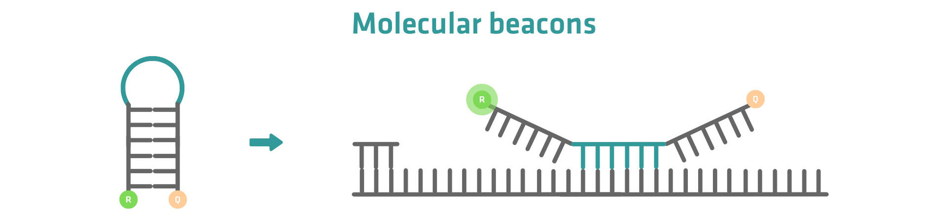 2-step graphic: Step 1 shows a molecular beacon in a hairpin conformation. Step 2 shows it hybridized to a target sequence.