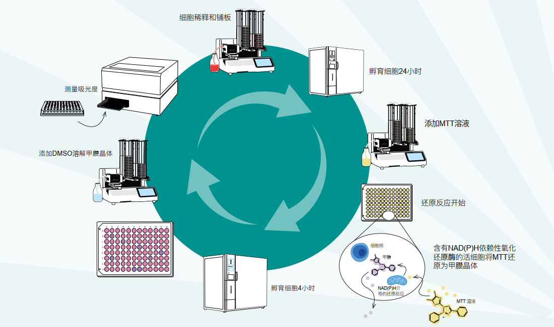 MTT assay workflow