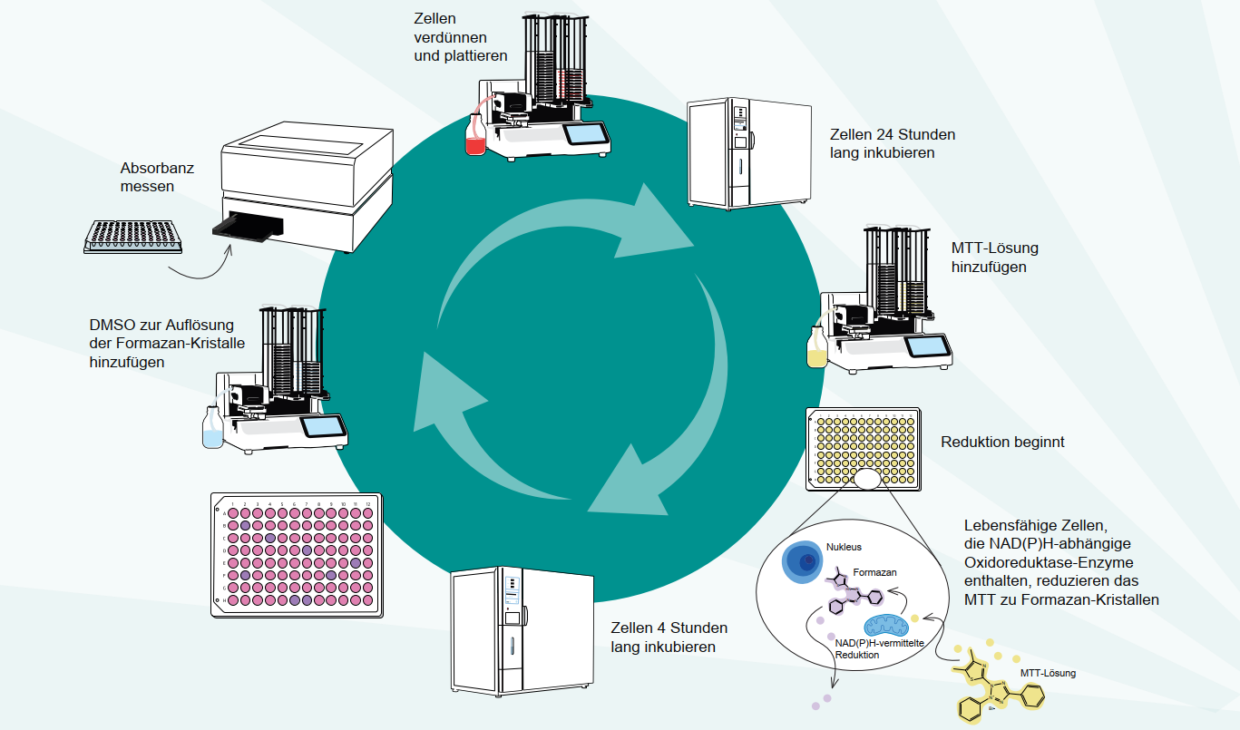 Workflow für MTT-Test