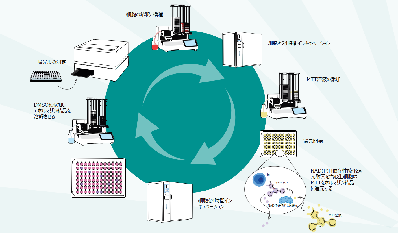 MTT assay workflow