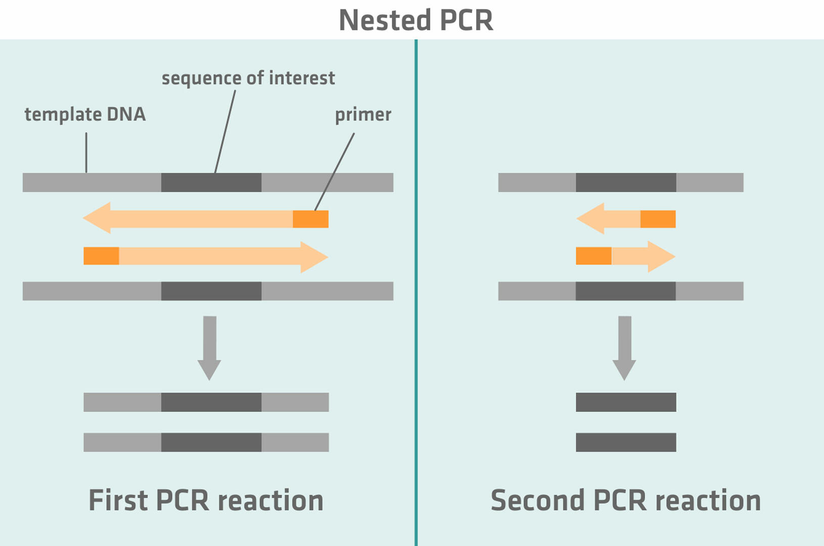 How nested PCR works