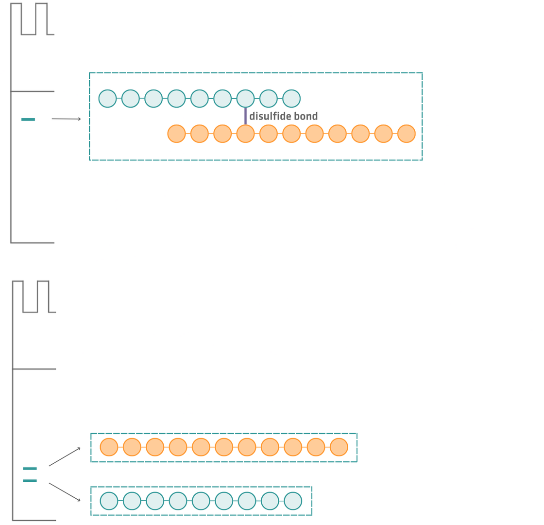 Effect of reducing disulfide bonds during SDS-PAGE. Under non-reducing conditions, disulfide-linked polypeptide chains remain joined and migrate as a single protein band, whereas reducing conditions break the disulfide bond, allowing the individual chains to separate into distinct bands.