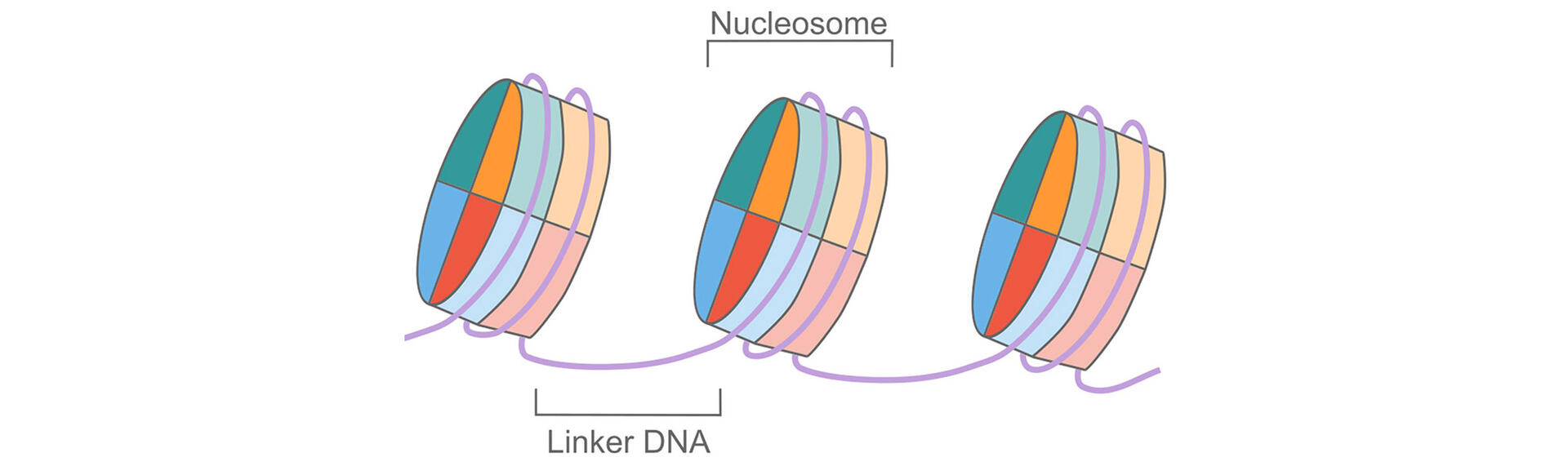 DNA strand wrapped around molecules to form nucleosomes