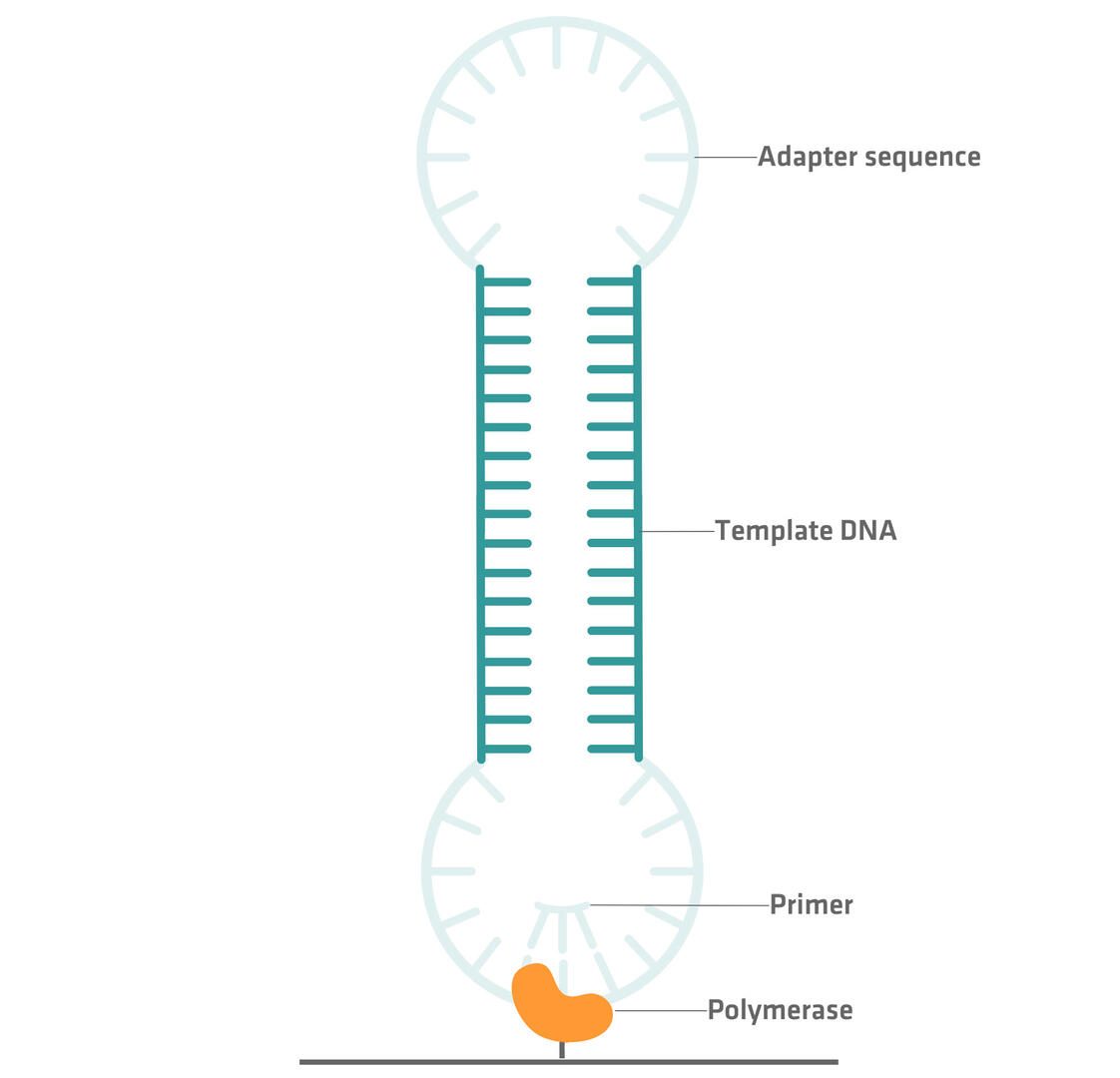 Short read vs long read sequencing | INTEGRA