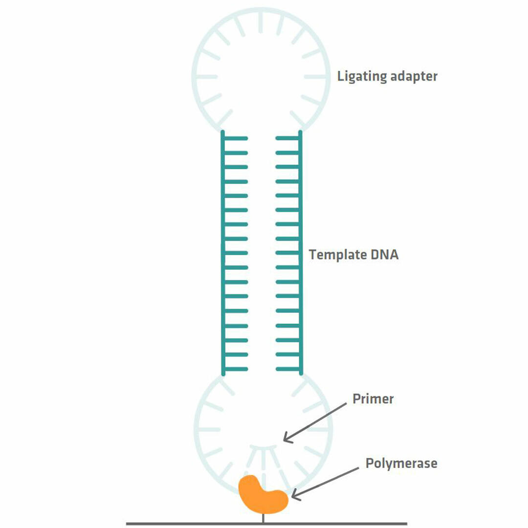 Library preparation for PacBio sequencing