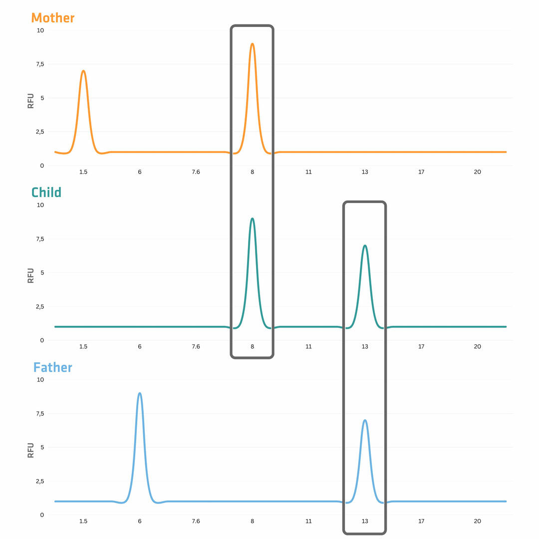 Electropherogram depicting a single STR locus from a paternity test