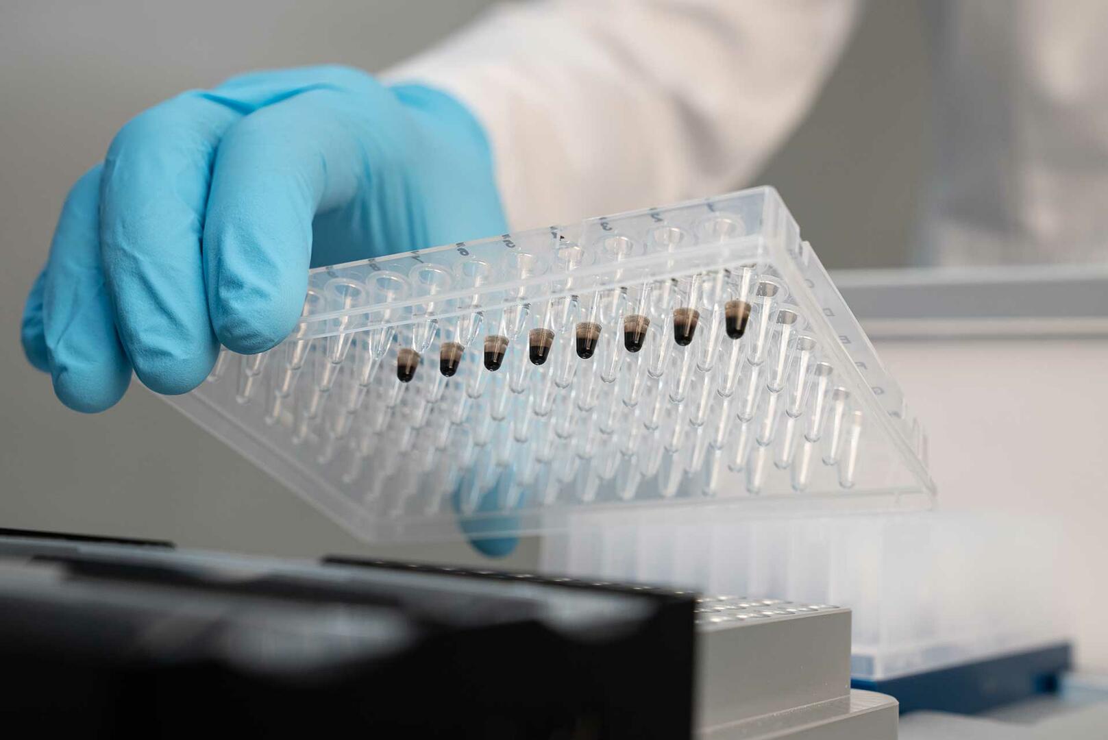 A hand wearing gloves placing the 96 well PCR plate containing nuclease-free water, magnetic beads and elution buffer onto INTEGRA's PCR cooling block.